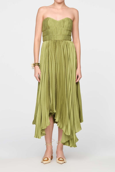 Cove Fern